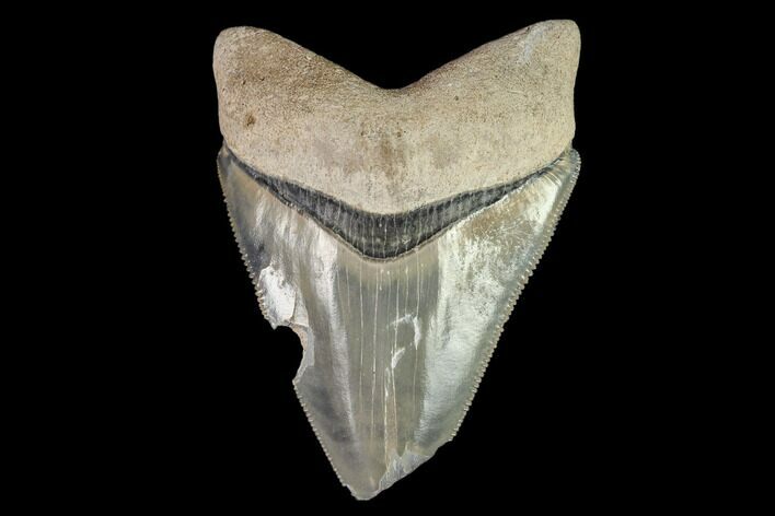 Serrated, Fossil Megalodon Tooth - Florida #108424